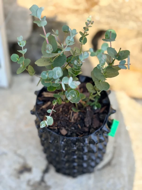 Eucalyptus gunnii "Azura" – Bild 2