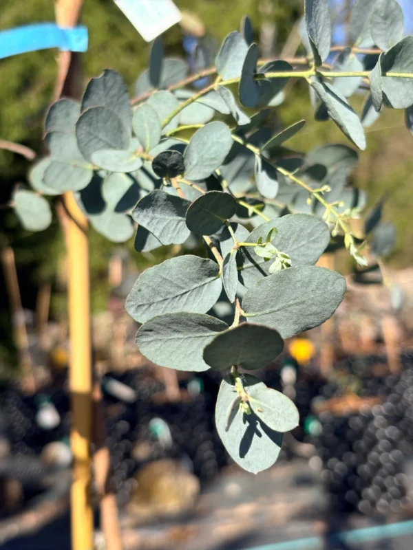 Eucalyptus Glaucescens – Bild 5