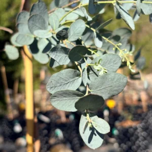 Eucalyptus Glaucescens
