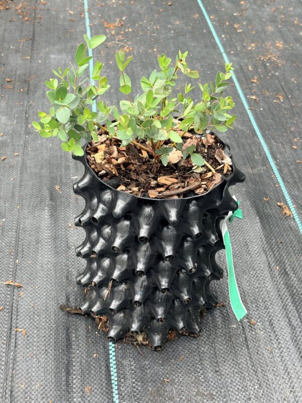 Eucalyptus parvula "Small Leaved Gum" – Bild 8