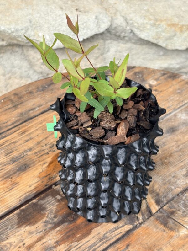 Eucalyptus Dalrympleana – Bild 3