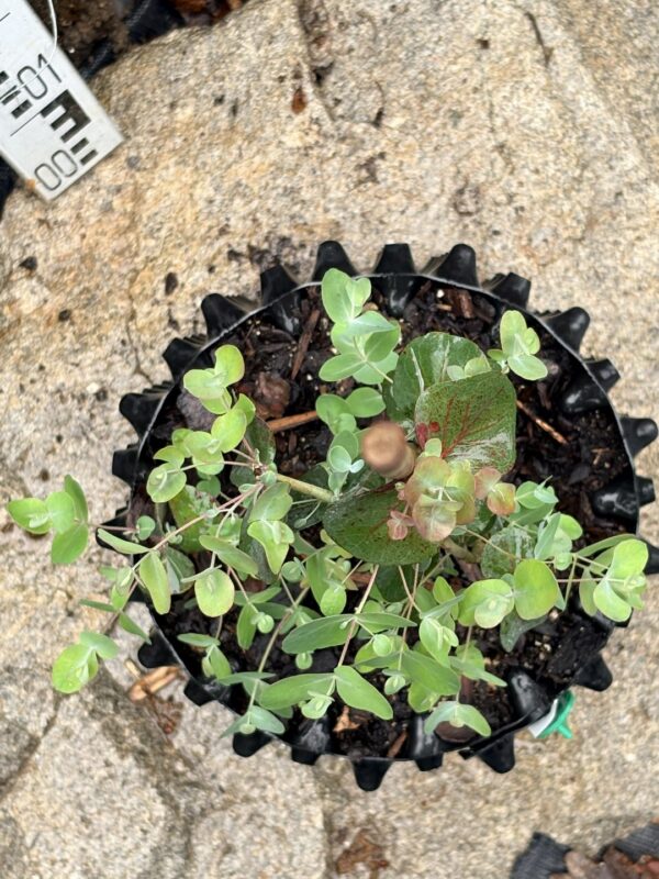Eucalyptus cinerea ‘Silver Dollar’ – Bild 9