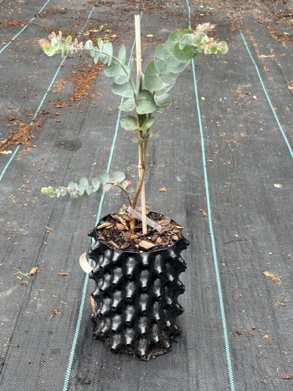 Eucalyptus pulverulenta ‘Baby Blue’ – Bild 5
