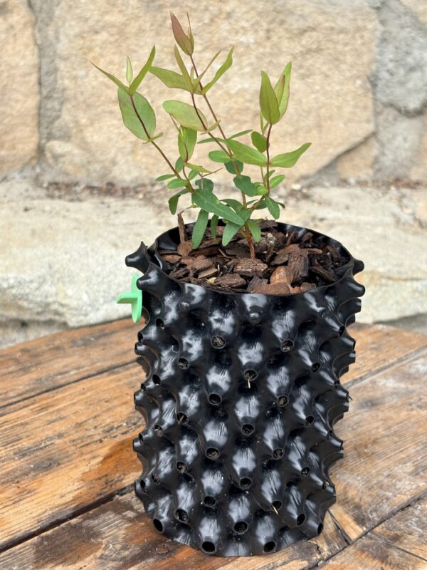 Eucalyptus Dalrympleana – Bild 4