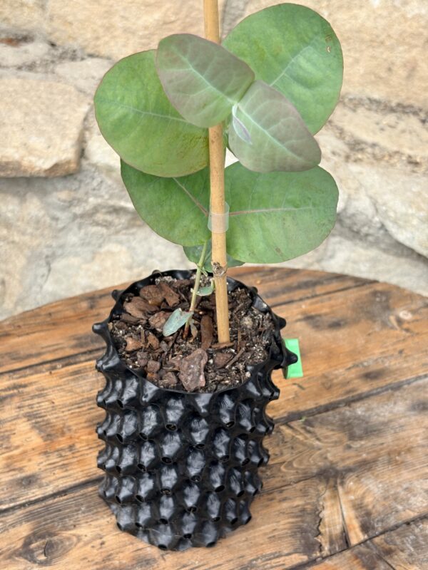 Eucalyptus Neglecta – Bild 3