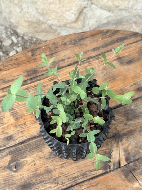 Eucalyptus Archeri "Alpine cider gum" – Bild 4