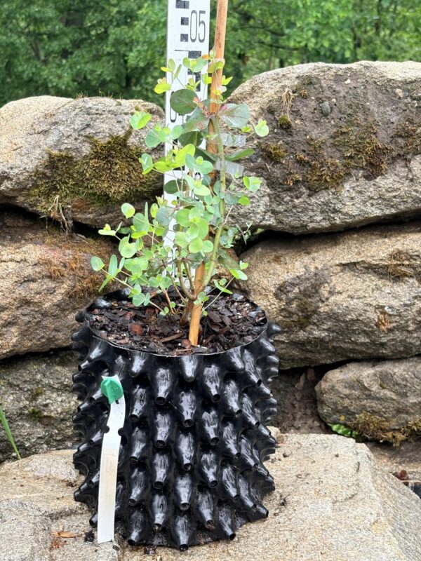 Eucalyptus cinerea ‘Silver Dollar’ – Bild 10
