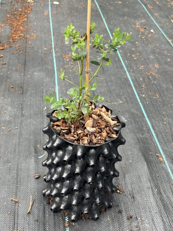 Eucalyptus parvula "Small Leaved Gum" – Bild 9