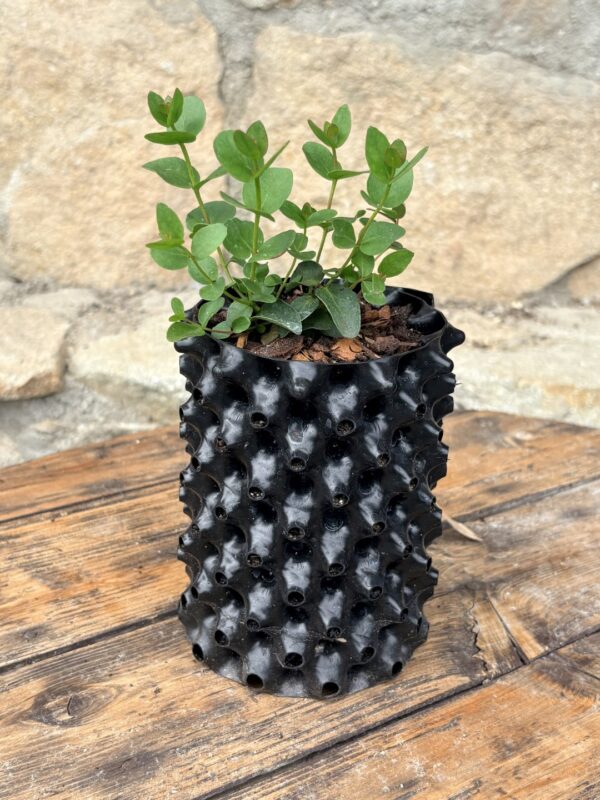 Eucalyptus Urnigera – Bild 4