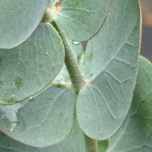 Eucalyptus pulverulenta ‘Baby Blue’