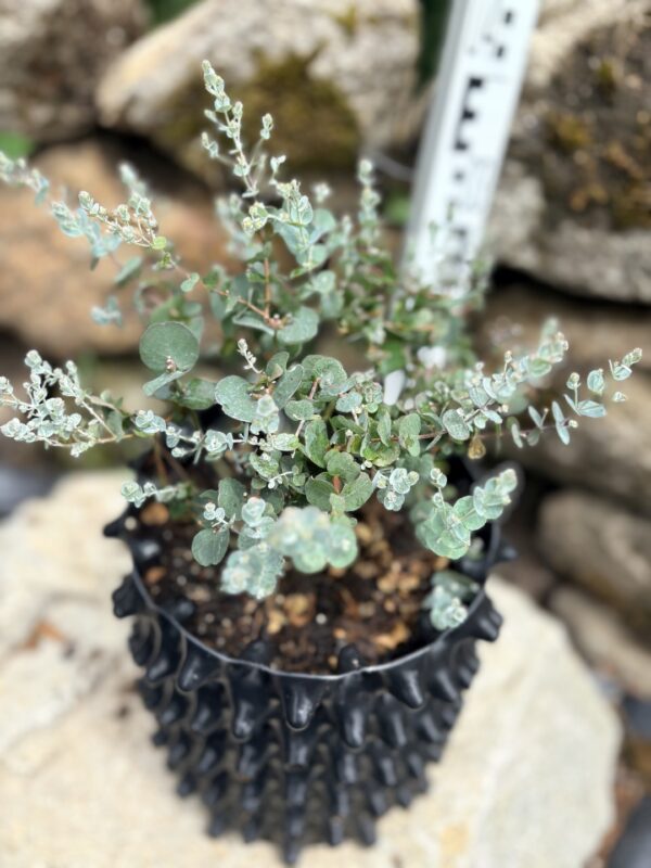 Eucalyptus gunnii "Azura" – Bild 5