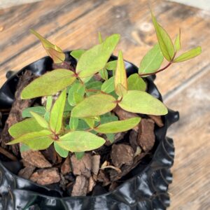 Eucalyptus Dalrympleana