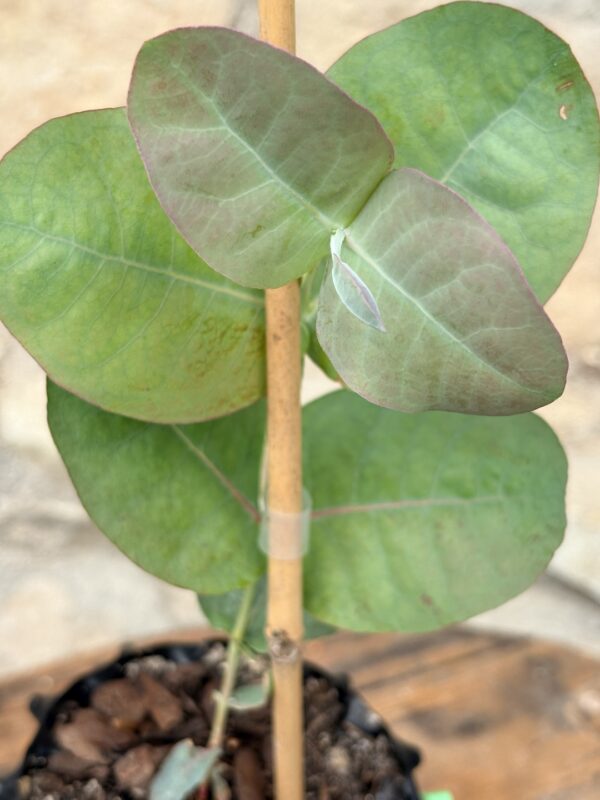 Eucalyptus Neglecta – Bild 4