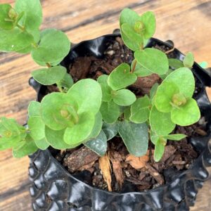Eucalyptus Urnigera