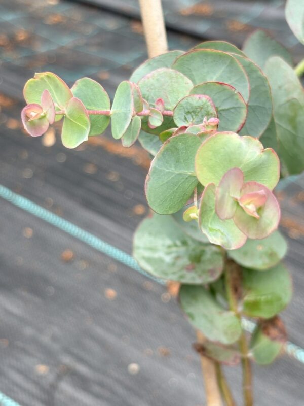 Eucalyptus pulverulenta ‘Baby Blue’ – Bild 6