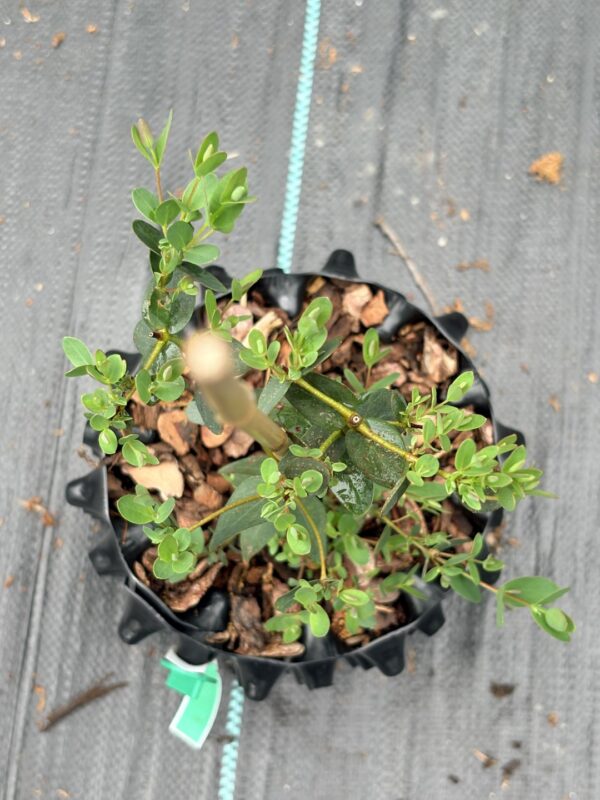 Eucalyptus parvula "Small Leaved Gum" – Bild 10