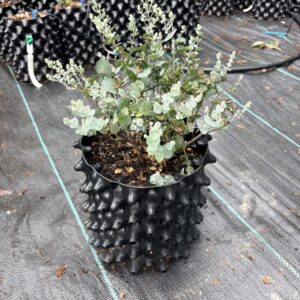 Eucalyptus gunnii "Azura"