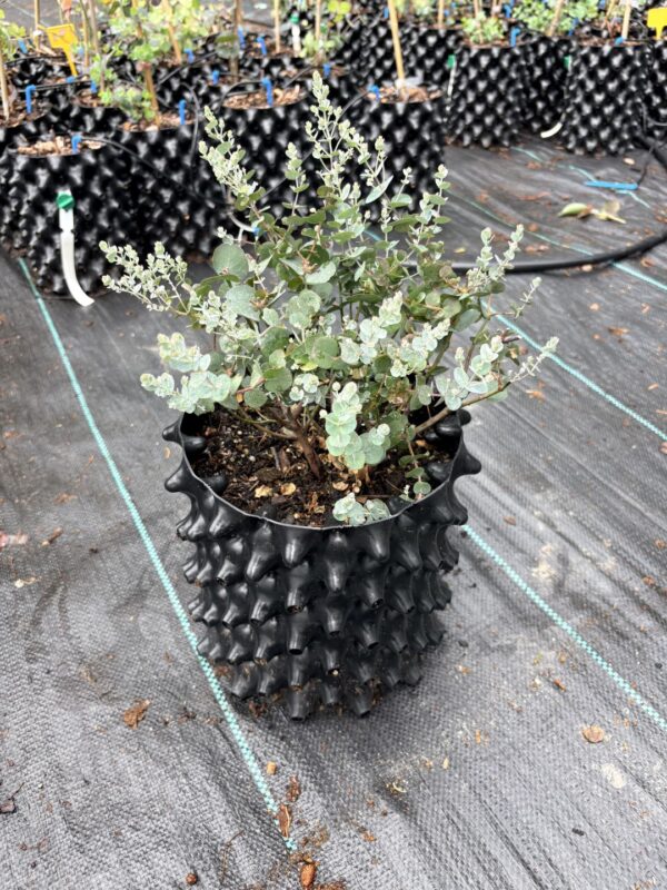 Eucalyptus gunnii "Azura" – Bild 6