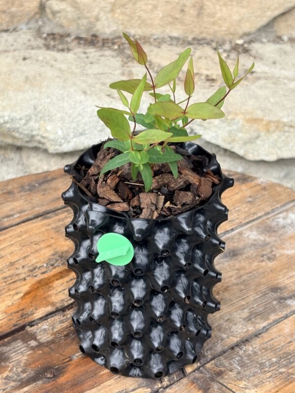 Eucalyptus Dalrympleana – Bild 5