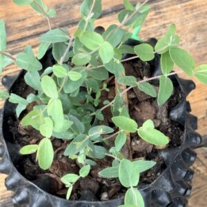 Eucalyptus Archeri "Alpine cider gum"