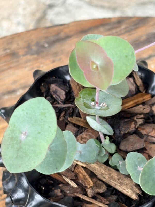 Eucalyptus Perriniana "Spinning Gum" – Bild 5