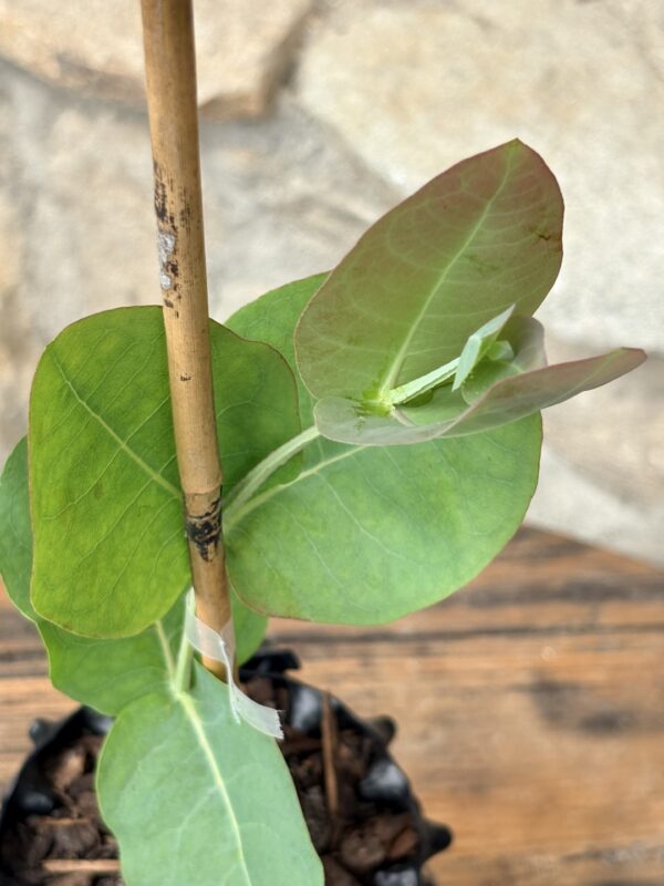Eucalyptus Neglecta – Bild 6