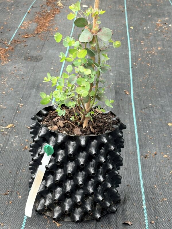 Eucalyptus cinerea ‘Silver Dollar’ – Bild 11
