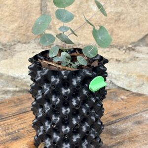 Eucalyptus Perriniana "Spinning Gum"