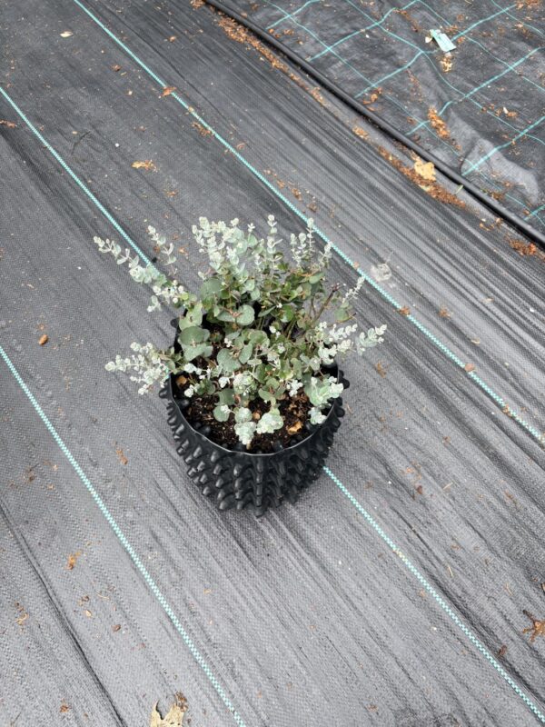 Eucalyptus gunnii "Azura" – Bild 7