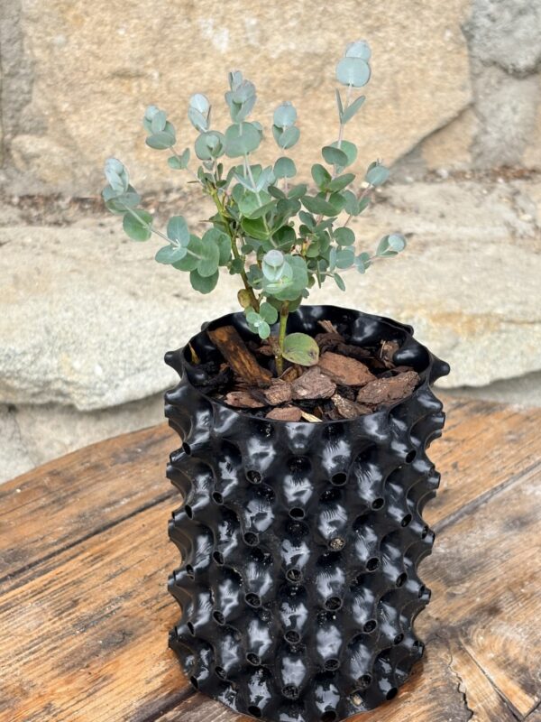 Eucalyptus gunnii "Azura" – Bild 8