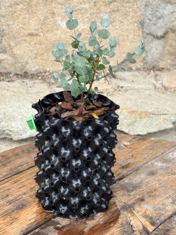 Eucalyptus gunnii "Azura" – Bild 9