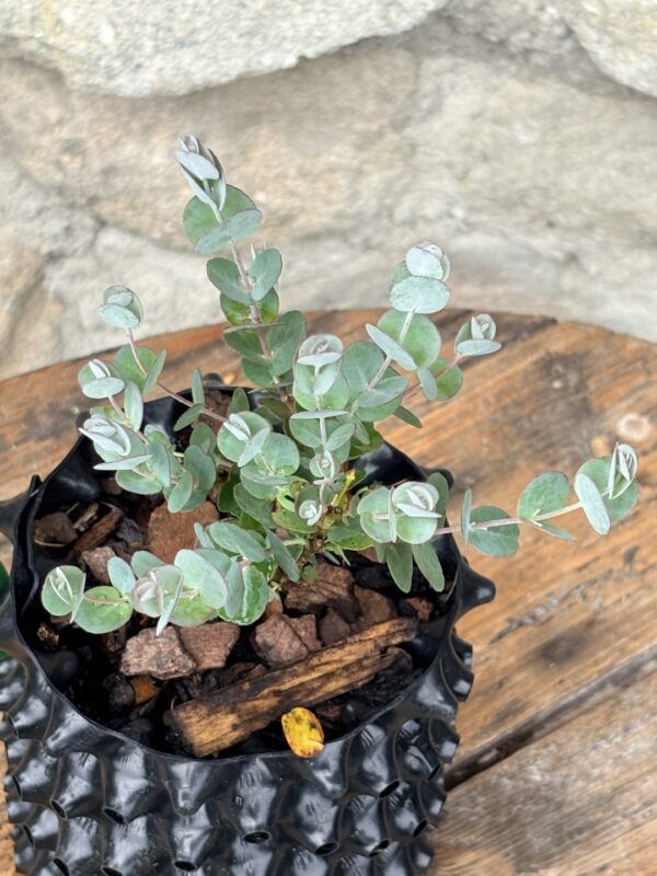 Eucalyptus gunnii "Azura" – Bild 10