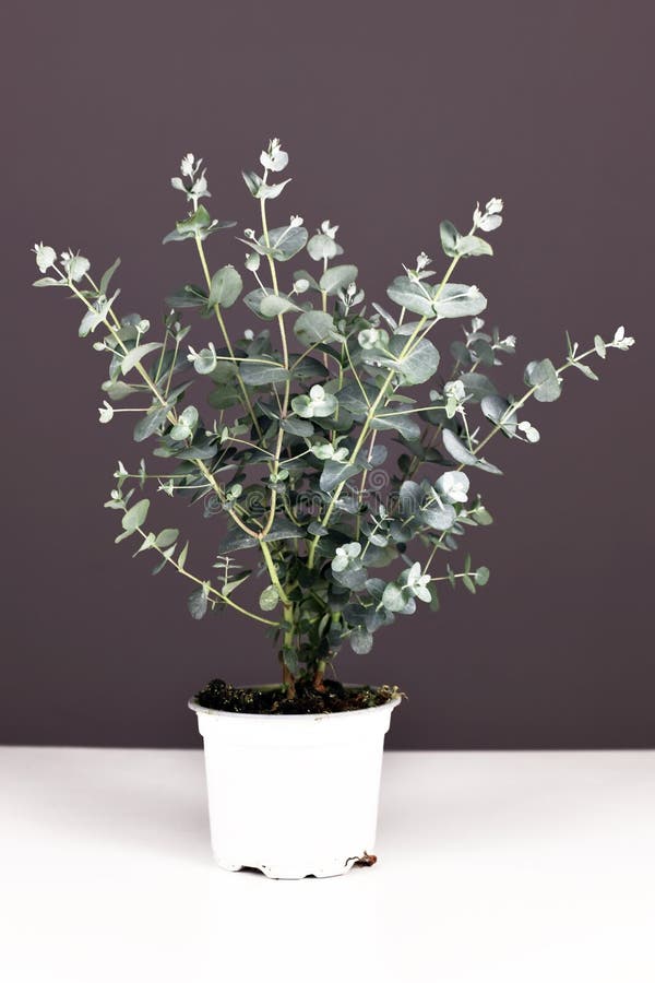 Eukalyptus v květináči na bílém stole